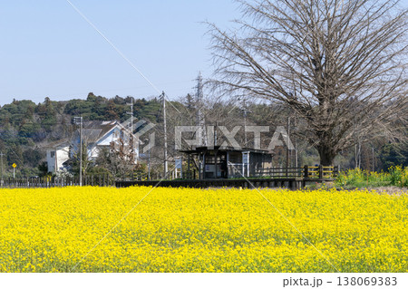 黄色い名の花畑越しの古びたローカル線の駅 138069383