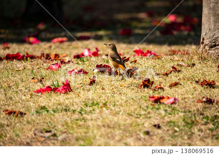 春の芝生に佇むジョウビタキ♀と椿の赤い花びら 春の芝生に佇むジョウビタキ♀と椿の赤い花びら 138069516