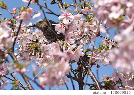 桜の花蜜をついばむヒヨドリ 桜の花蜜をついばむヒヨドリ 138069810