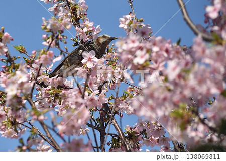 桜の花蜜をついばむヒヨドリ 桜の花蜜をついばむヒヨドリ 138069811