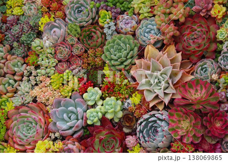 多肉植物の寄せ植え 138069865