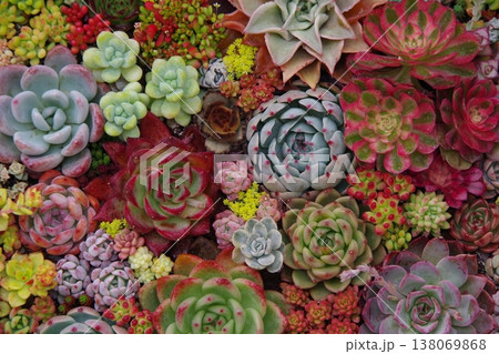 多肉植物の寄せ植え 多肉植物の寄せ植え 138069868