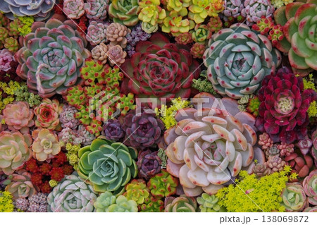 多肉植物の寄せ植え 138069872