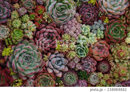 多肉植物の寄せ植え 多肉植物の寄せ植え 138069882