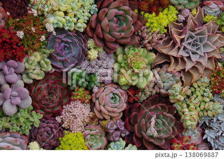 多肉植物の寄せ植え 多肉植物の寄せ植え 138069887
