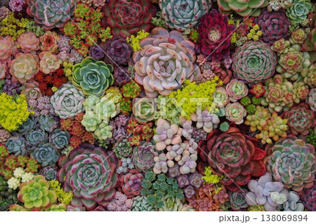多肉植物の寄せ植え 多肉植物の寄せ植え 138069894
