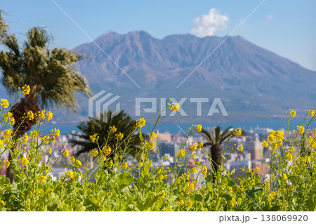 菜の花と桜島を望む春の風景 138069920