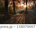 紅葉シーズンの水元公園「メタセコイアの森」入口付近の朝日 138070007
