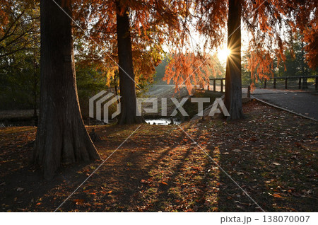 紅葉シーズンの水元公園「メタセコイアの森」入口付近の朝日 紅葉シーズンの水元公園「メタセコイアの森」入口付近の朝日 138070007