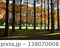 紅葉シーズンの水元公園「メタセコイアの森」 138070008