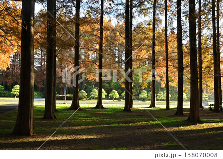 紅葉シーズンの水元公園「メタセコイアの森」 138070008