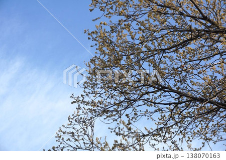 クヌギの花・2026年3月　 138070163