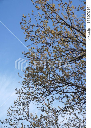 クヌギの花・2026年3月　 138070164