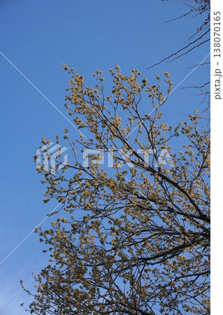 クヌギの花・2026年3月　 138070165