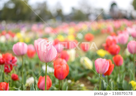 チューリップ畑 ピンク 赤色 花畑 春 3月 晴れ 素材 138070178