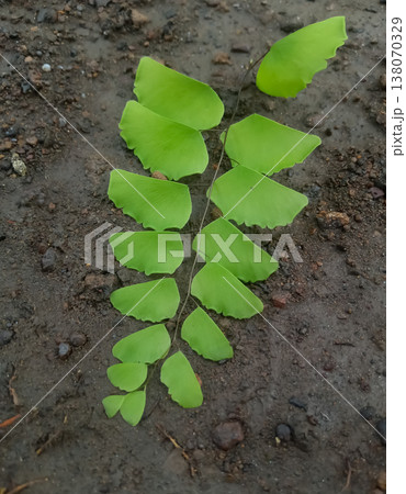 Beautiful natural green leaves design ( Adiantum trapeziforme Plant ) 138070329