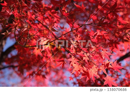 真っ赤な紅葉 真っ赤な紅葉 138070686