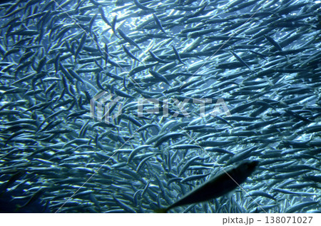 イワシ 138071027