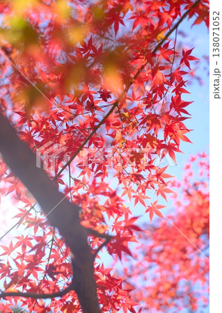 下から見た輝く紅葉 138071052