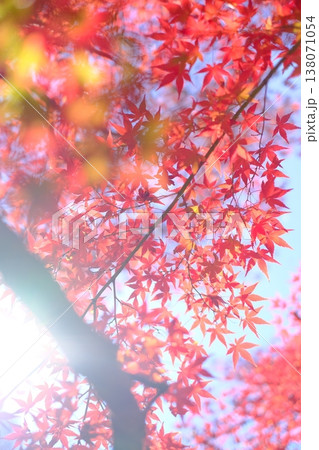 真っ赤な紅葉 真っ赤な紅葉 138071054