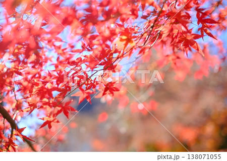真っ赤な紅葉 真っ赤な紅葉 138071055