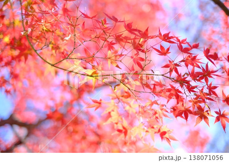 鮮やかな紅葉 鮮やかな紅葉 138071056