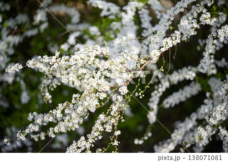 ユキヤナギの花 小さい花 白い花 春の花 ユキヤナギの花 小さい花 白い花 春の花 138071081