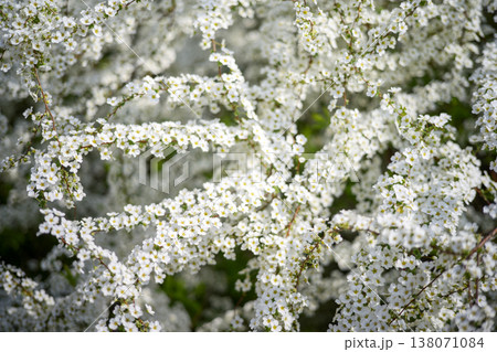 ユキヤナギの花 小さい花 白い花 春の花 ユキヤナギの花 小さい花 白い花 春の花 138071084