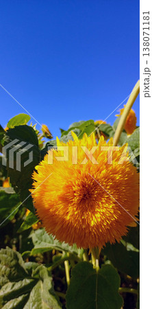 Decorative Terry sunflower flower Teddy Bear in a garden during summer close-up. Beautiful organic sunflower in a garden. Organic oil Flower. For background, wallpaper, design ideas. Helianthus annuus Decorative Terry sunflower flower Teddy Bear in a garden during summer close-up. Beautiful organic sunflower in a garden. Organic oil Flower. For background, wallpaper, design ideas. Helianthus annuus 138071181