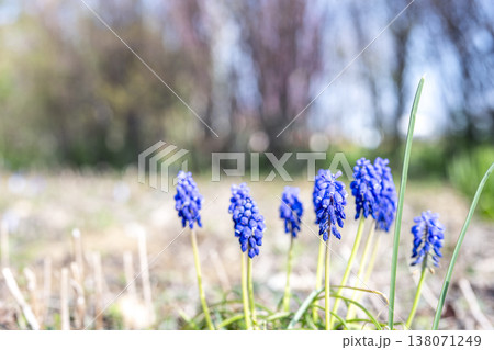 ムスカリの花 春の花 春色 4月 138071249