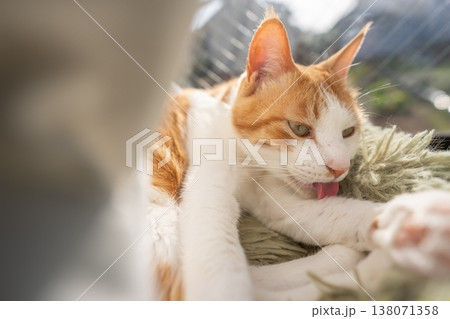 毛づくろいをする猫　茶トラ白 138071358