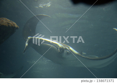 マンタ マンタ 138071371