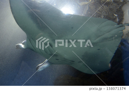 マンタ マンタ 138071374