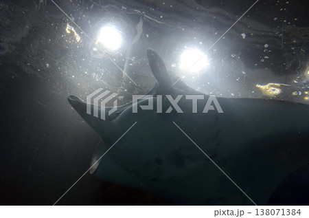 マンタ 138071384