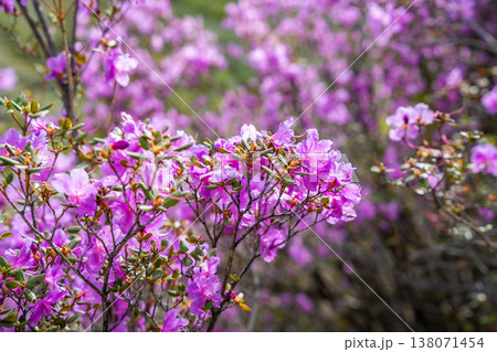 Close up of Flowering Moralnik shrub in the mountains of Chuysky Trakt Altai Russia. Native Siberian plant blooming in mountain landscape. Close up of Flowering Moralnik shrub in the mountains of Chuysky Trakt Altai Russia. Native Siberian plant blooming in mountain landscape. 138071454
