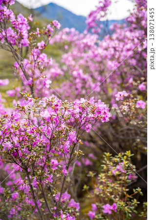 Close up of Flowering Moralnik shrub in the mountains of Chuysky Trakt Altai Russia. Native Siberian plant blooming in mountain landscape. Close up of Flowering Moralnik shrub in the mountains of Chuysky Trakt Altai Russia. Native Siberian plant blooming in mountain landscape. 138071455
