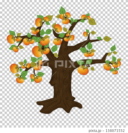 Persimmon trees laden with fruit Persimmon trees laden with fruit 138071552