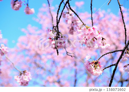 北浅羽桜堤公園 早咲きの安行寒桜 クローズアップ 北浅羽桜堤公園 早咲きの安行寒桜 クローズアップ 138071602