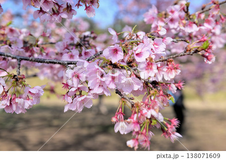 北浅羽桜堤公園 早咲きの安行寒桜 クローズアップ 北浅羽桜堤公園 早咲きの安行寒桜 クローズアップ 138071609
