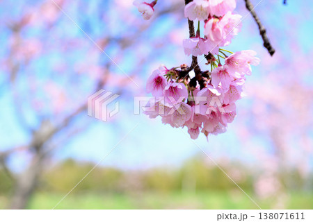 北浅羽桜堤公園　早咲きの安行寒桜 クローズアップ 138071611