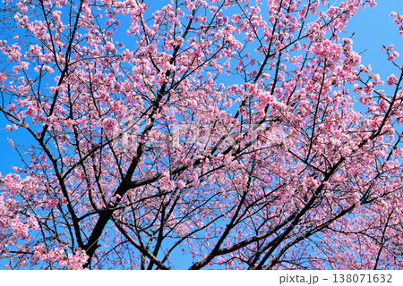北浅羽桜堤公園 早咲きの安行寒桜 クローズアップ 北浅羽桜堤公園 早咲きの安行寒桜 クローズアップ 138071632