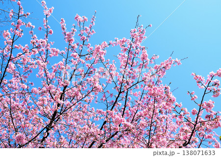 北浅羽桜堤公園 早咲きの安行寒桜 クローズアップ 北浅羽桜堤公園 早咲きの安行寒桜 クローズアップ 138071633