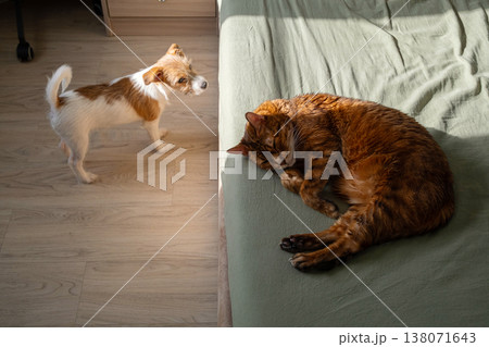Jack Russell terrier puppy standing on floor looking at ginger cat sleeping on green bed. Jack Russell terrier puppy standing on floor looking at ginger cat sleeping on green bed. 138071643