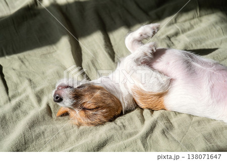 Small Jack Russell terrier dog sleeping on its back in the sun on green bedspread. 138071647