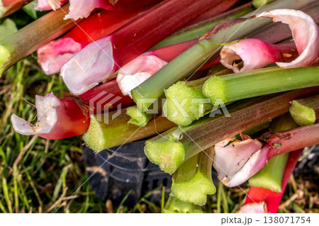 Rhubarb in a garden for making pies and compote, rheum rhabarbarum Rhubarb in a garden for making pies and compote, rheum rhabarbarum 138071754