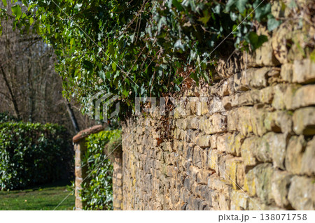 Poet ivy or climbing ivy with ripe berries that are toxic to humans but a treat for many birds, hedera helix 138071758