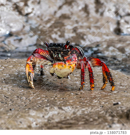Mangrove crabs or Fiddler crabs at the Preguicas River in Tutoia, Maranhao, Brazil. 138071783