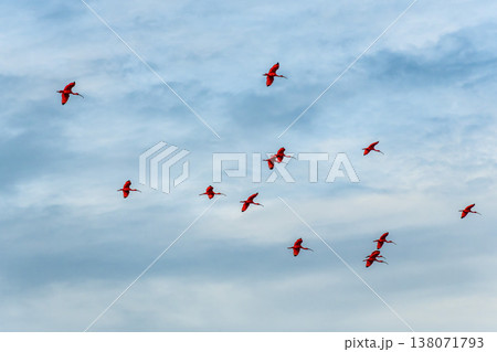 Scarlet ibis flying back home to their sleeping place, Revoada dos guaras on the Delta of the Parnaiba River in Brazil 138071793