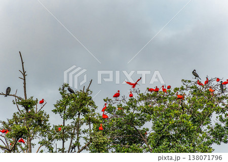 Scarlet ibis flying back home to their sleeping place, Revoada dos guaras on the Delta of the Parnaiba River in Brazil 138071796