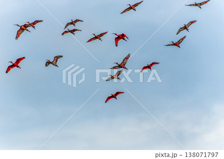 Scarlet ibis flying back home to their sleeping place, Revoada dos guaras on the Delta of the Parnaiba River in Brazil 138071797